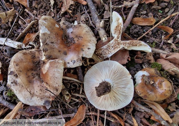 Russula acrifolia