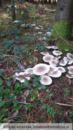 Clitocybe nebularis