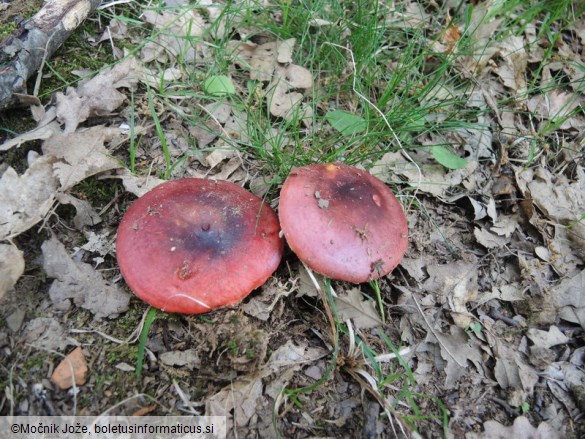 Russula melliolens