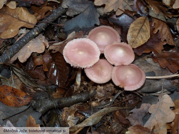 Mycena rosea