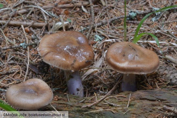 Cortinarius stillatitius