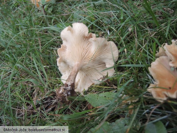 Clitocybe costata