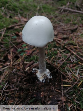 Amanita virosa