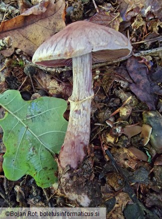 Cortinarius torvus