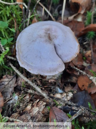 Cortinarius traganus