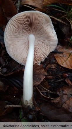 Volvariella taylorii