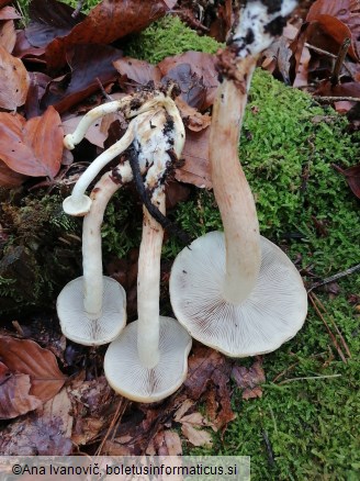 Hypholoma lateritium