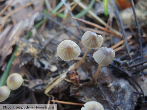 Mycena galopus