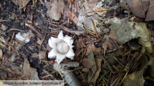 Geastrum sessile