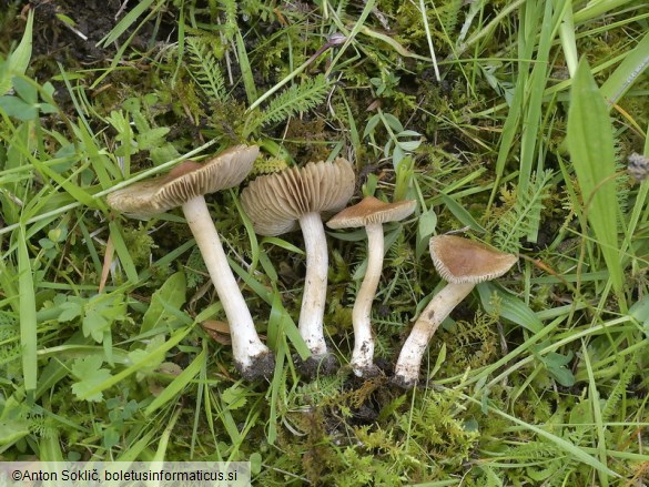 Inocybe fuscidula