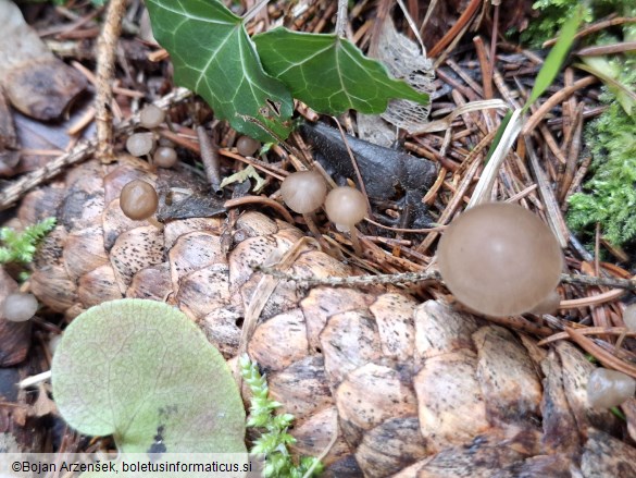 Strobilurus esculentus