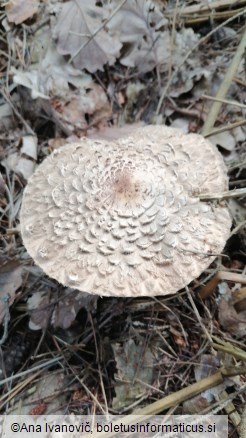 Chlorophyllum olivieri