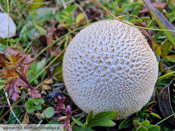 Lycoperdon frigidum