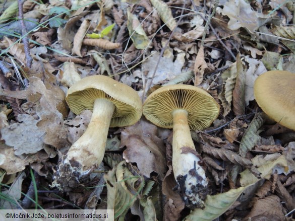 Cortinarius cotoneus