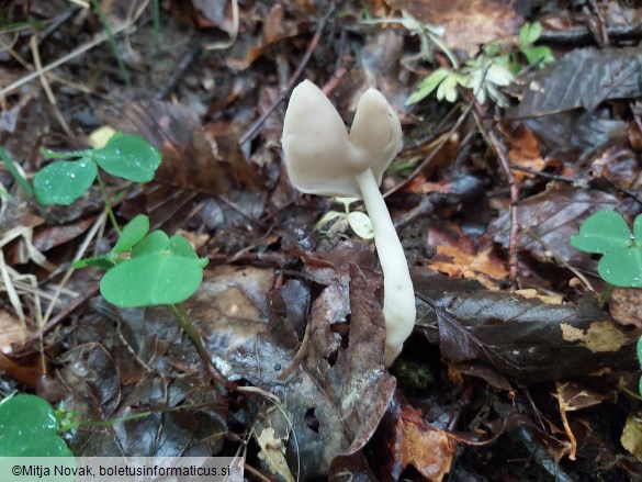 Helvella elastica