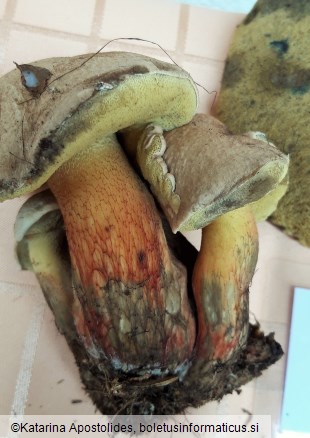 Boletus calopus