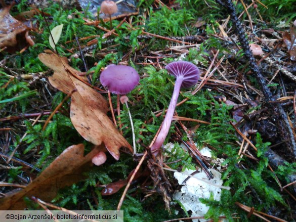 Laccaria amethystina