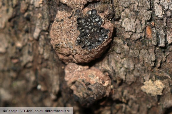 Hypoxylon perforatum