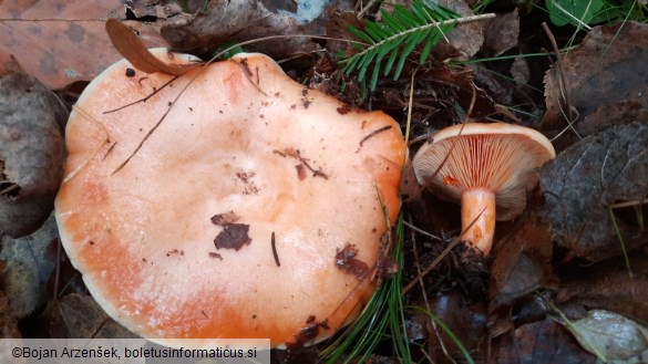 Lactarius salmonicolor