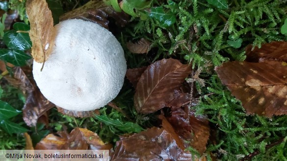 Agaricus sylvicola