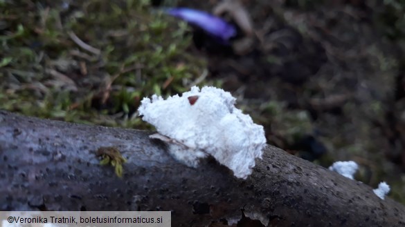 Schizophyllum commune