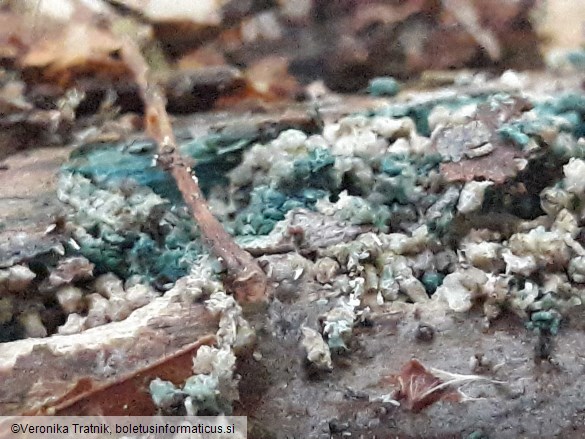 Chlorociboria aeruginascens