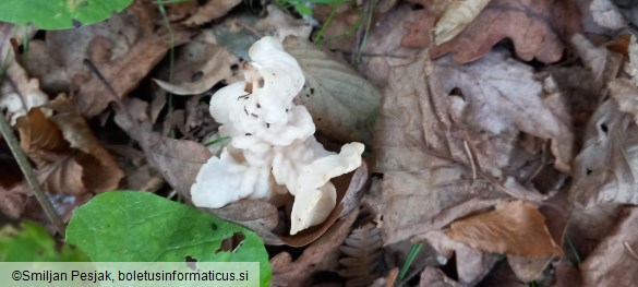 Helvella crispa