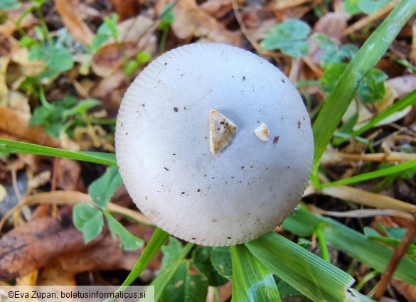 Amanita huijsmanii