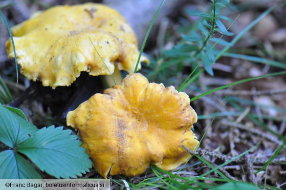 Cantharellus amethysteus