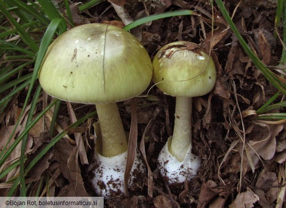 Amanita phalloides