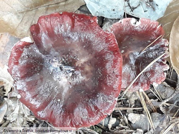 Russula paludosa