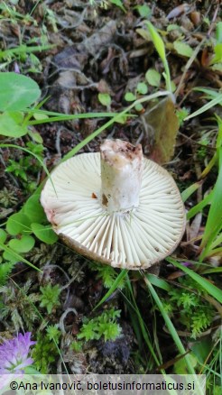 Russula nigricans