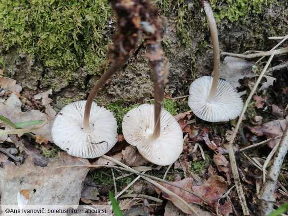 Mycena inclinata