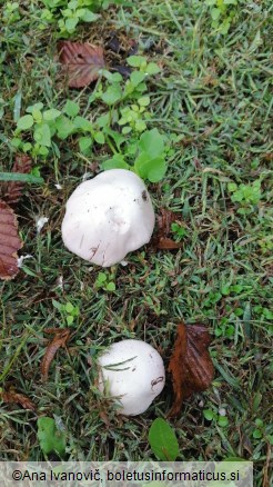 Agaricus campestris