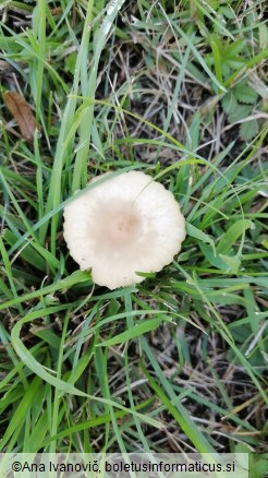 Marasmius oreades