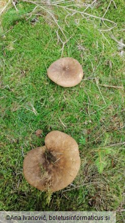 Paxillus atrotomentosus