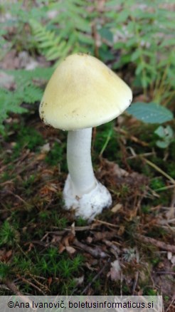 Amanita phalloides