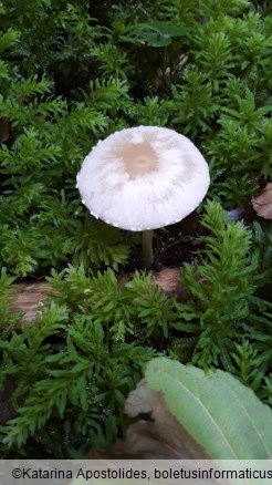 Psathyrella candolleana