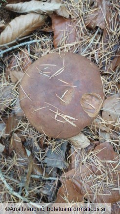 Boletus badius