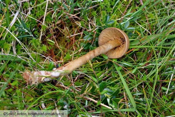 Cortinarius chrysolitus