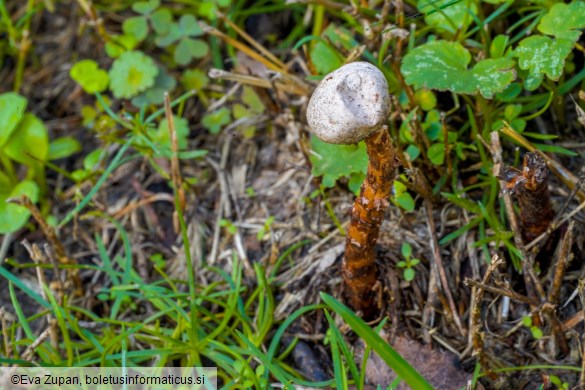 Tulostoma winterhoffii