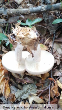 Clitocybe nebularis