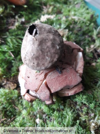 Geastrum rufescens