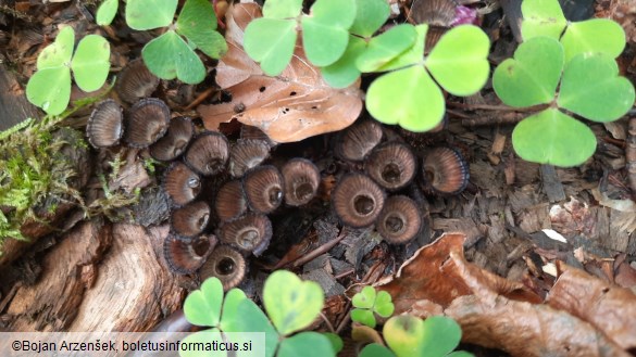 Cyathus striatus