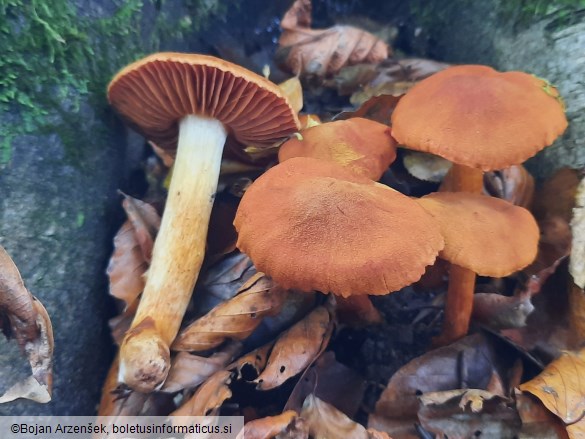 Cortinarius orellanus