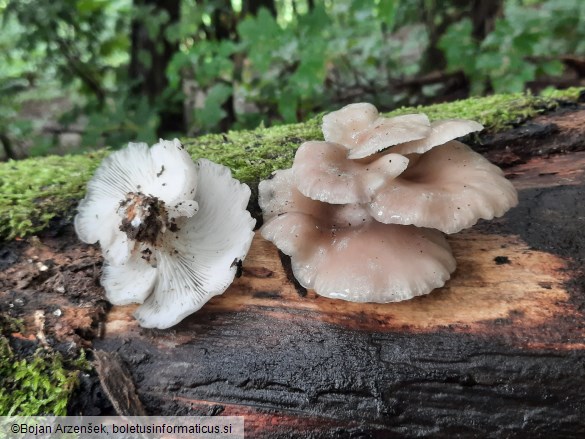 Pleurotus pulmonarius