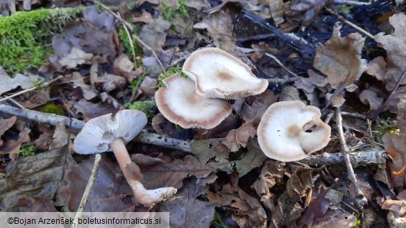 Rhodocollybia butyracea f. asema