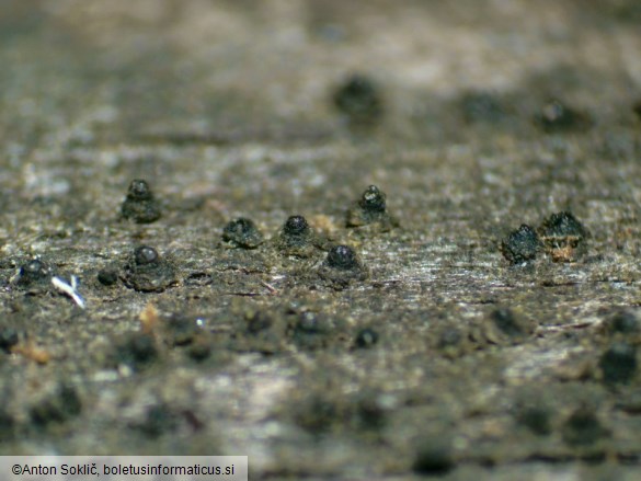 Lophiostoma quadrinucleatum