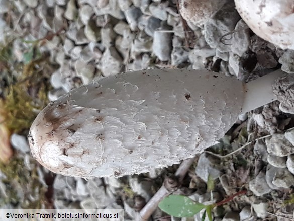 Coprinus comatus