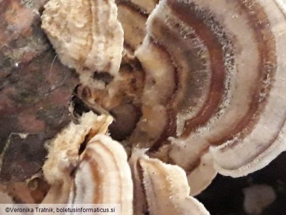 Trametes ochracea
